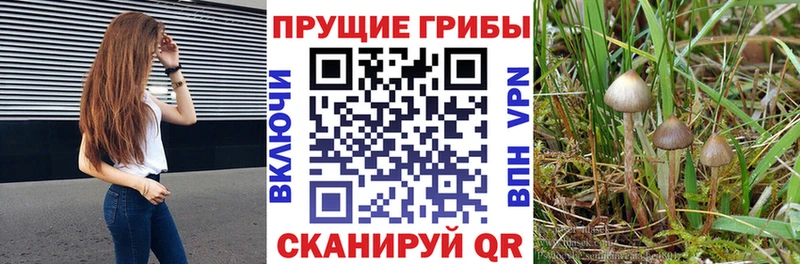 как найти закладки  мориарти какой сайт  Псилоцибиновые грибы Cubensis  Феодосия 